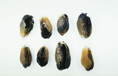 diseases_4