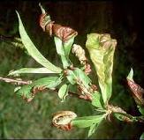 diseases_8