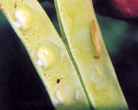 Etiella_1