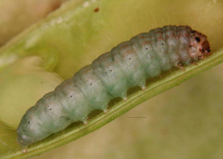 Etiella_3
