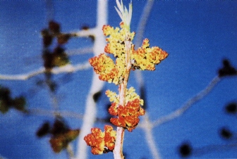 psyll pistachios_2