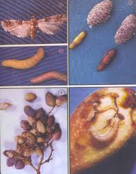 psyll pistachios_3