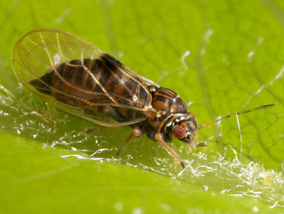 Psylla pyricola_1