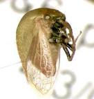 Psylla pyricola_2