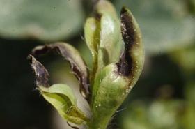 THRIPS FLAVUS_1