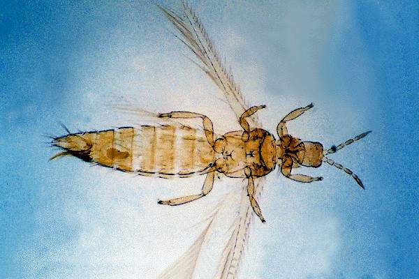 THRIPS FLAVUS_3