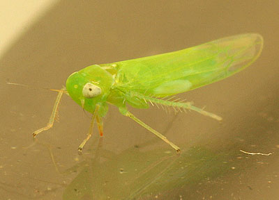 Empoasca_decipiens_1