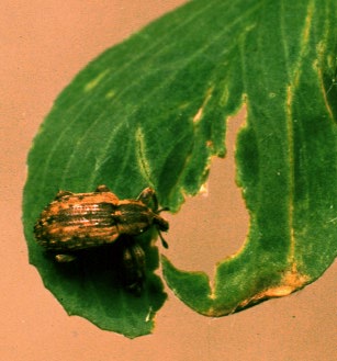 alfalfaweevil_2