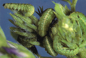 alfalfaweevil_4