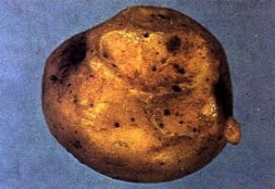 diseases_14