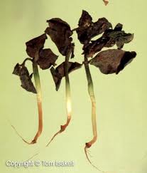 diseases_18