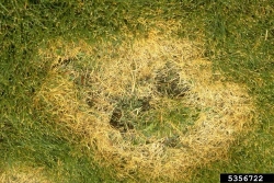 diseases_19