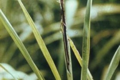 diseases_21