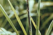 diseases_22