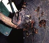 diseases_28