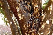 diseases_29