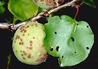 diseases_31