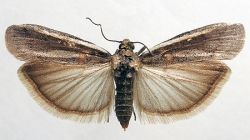 Etiella