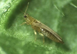 THRIPS FLAVUS_4